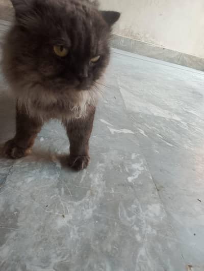 Healthy cat
