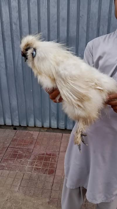 Royal White Silkie Rooster  | Pure White Beauty & Elegance