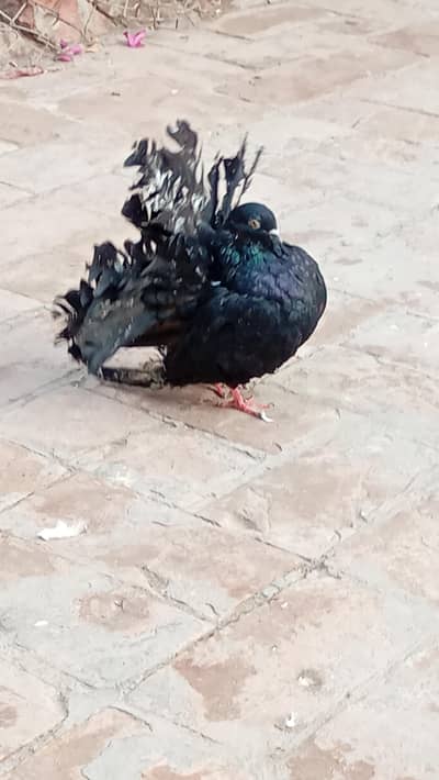 black laky pair