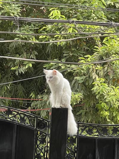 Persian-Blue Eyes adult cat