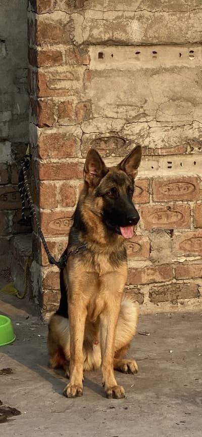 6.5 months old German shepherd for sale semi double coat