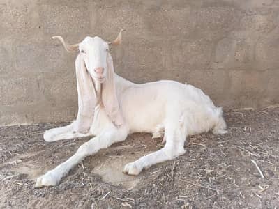 Gulabi bakri for sale
