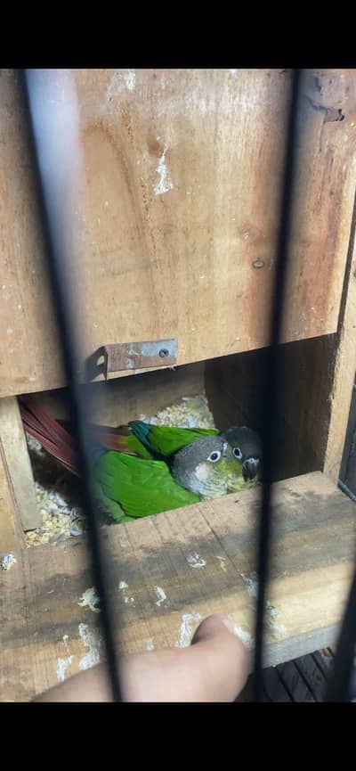 CONURE with egg and history