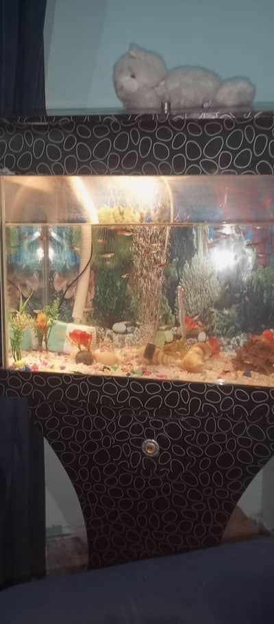 fish aquarium for sale