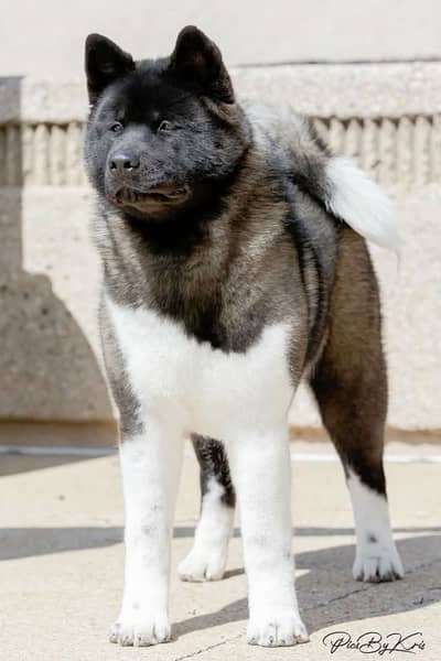 American Akita