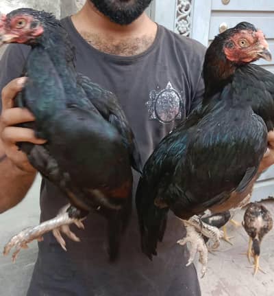 heath and active breeder black female