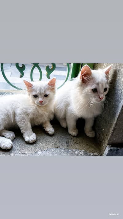 Pair of kitten for sale only whatapp kren 03024112328