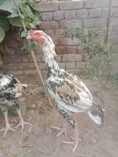 Aseel patha or pathi for sale