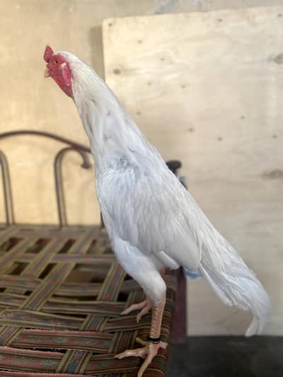 Pure White Heera Aseel Patha - 11 Months - Mirza Adam khan Karachi