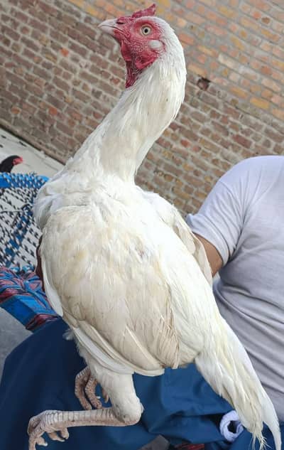 white aseel avilible