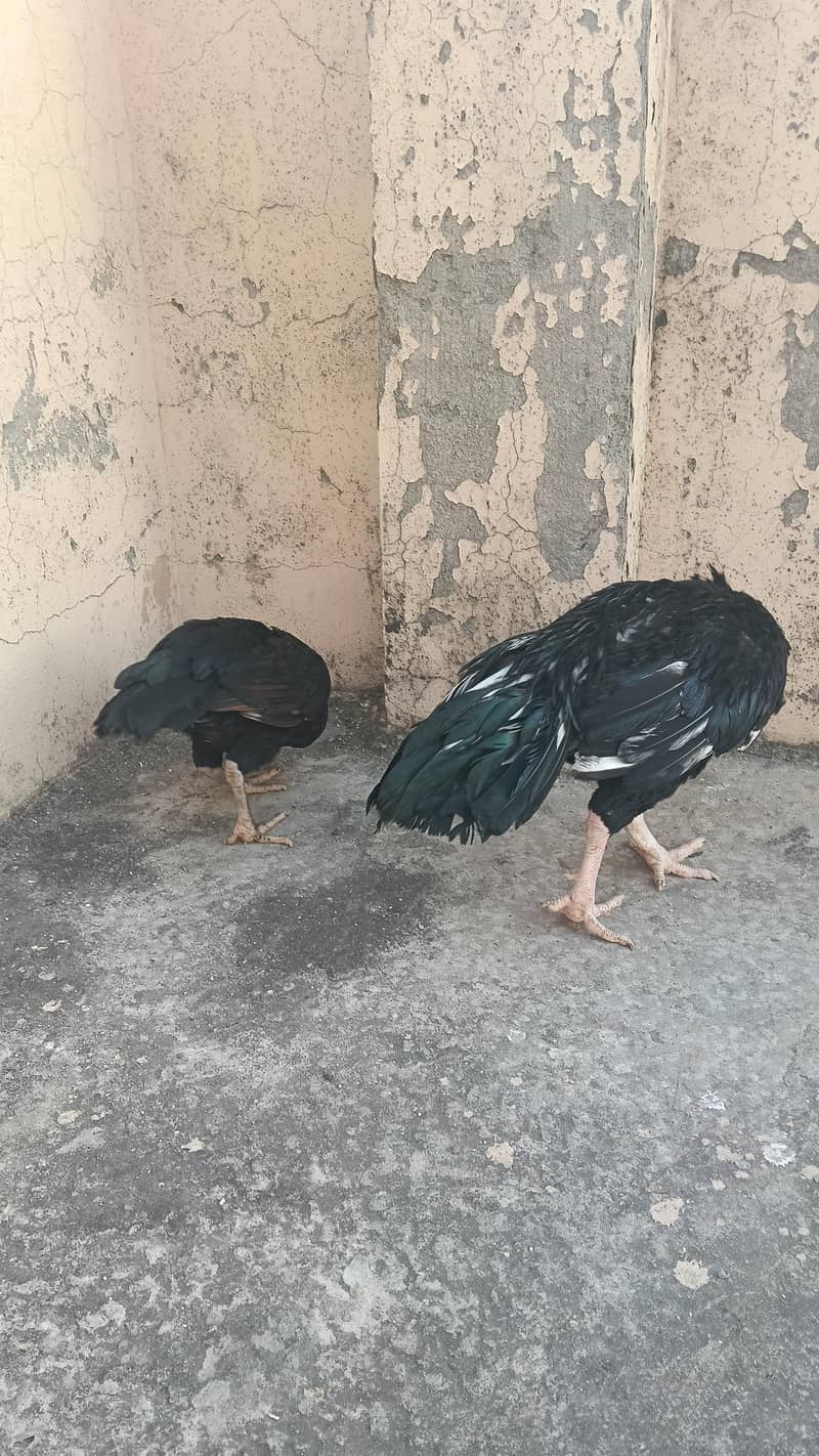 zero size mushka pair 3