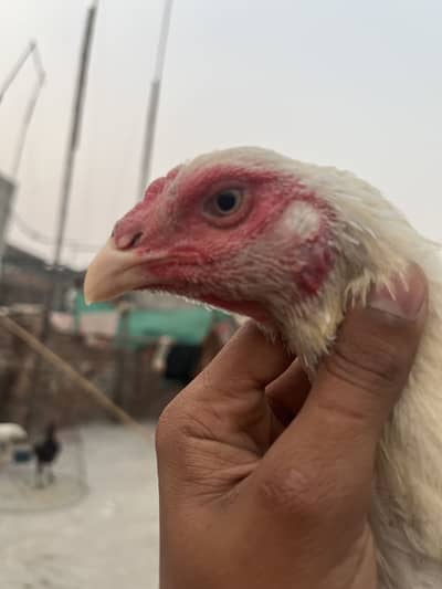 Shamoo cross female and Pakistani patha for sale and exchange