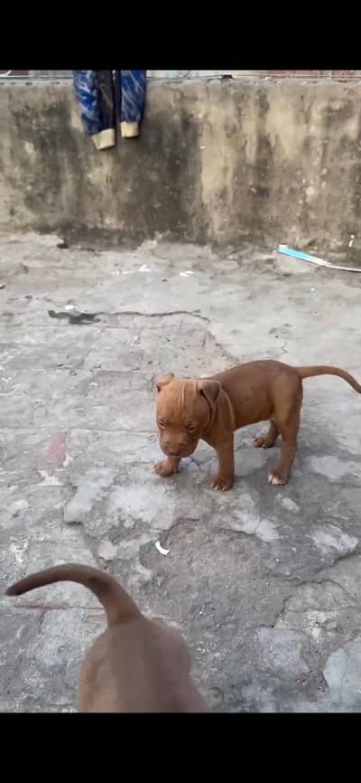American bully male female available