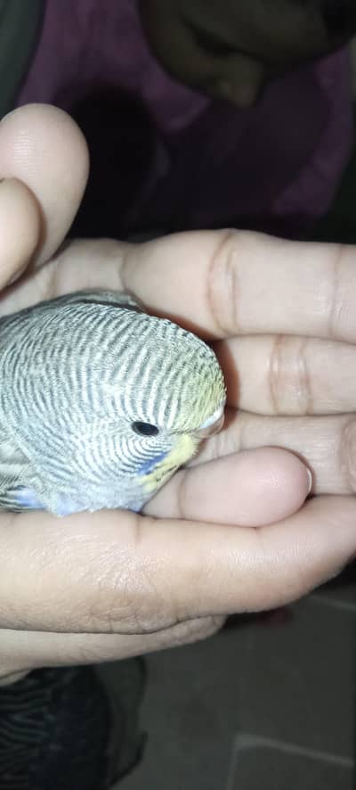 cute chicks home care birds