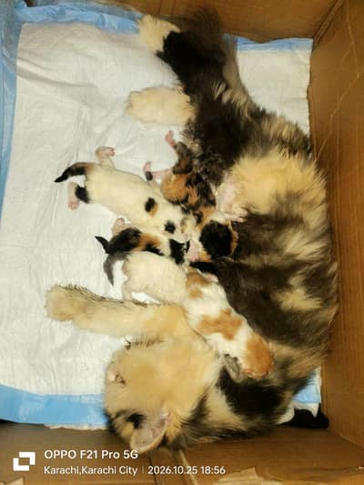 Cfa registered mother female 5 kittens +966599708378