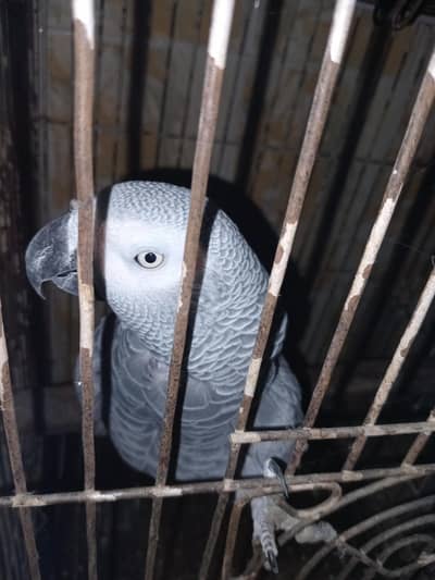 African Grey Parrot
