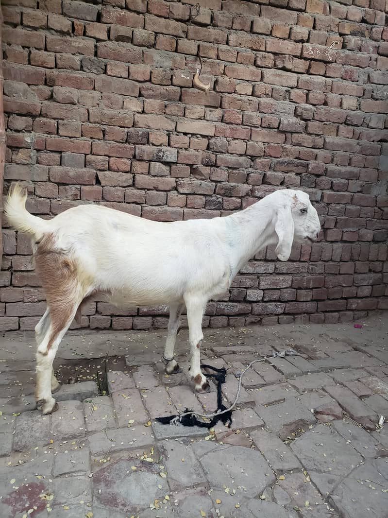 Bakri 0