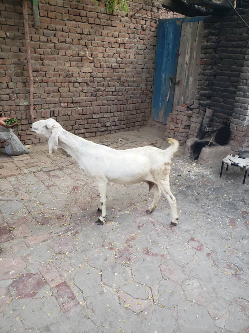 Bakri 4
