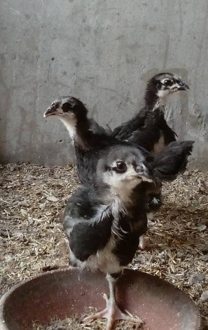 Austrlop chick 0