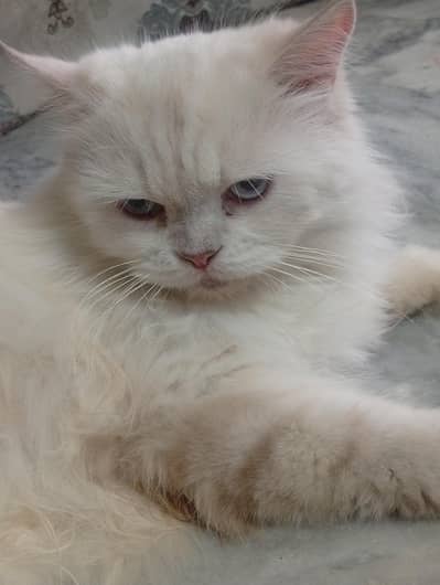 a cute little cat for sale
