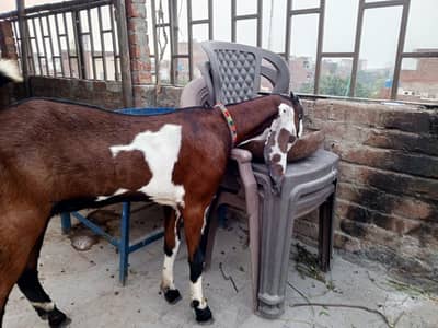 white dasi bukri n betal bukra nagri dubi phat