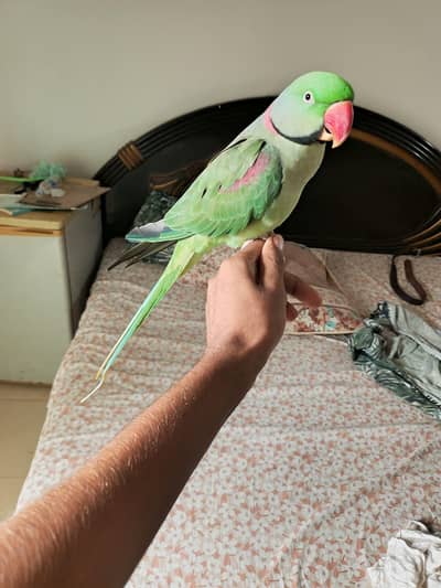 raw parrot male