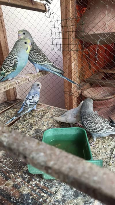 budgies pathy for sale 800 ka pair 400 Ka ek piece