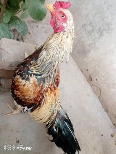 خوبصورت اصیل سواجاوا مرغا فروخت کے لیے دستیاب ہے!