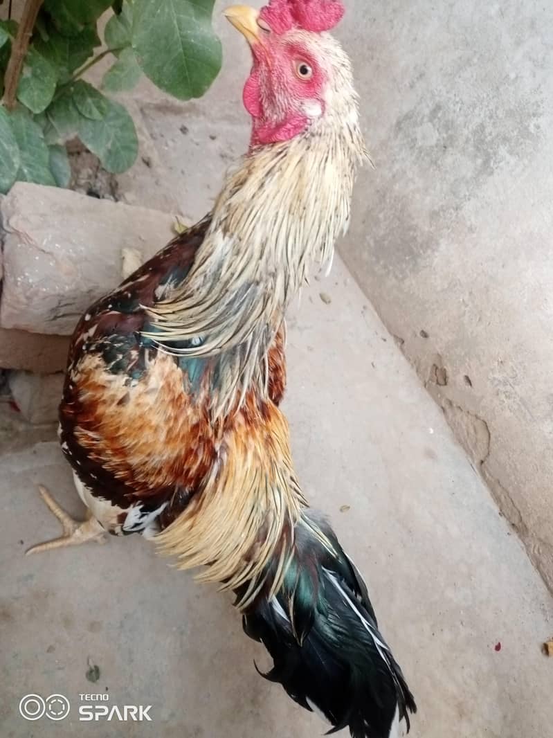خوبصورت اصیل سواجاوا مرغا فروخت کے لیے دستیاب ہے! 1