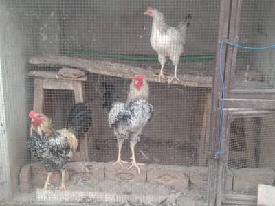 all hens for sale