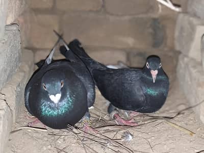 جوڑا ریسر کبوتر