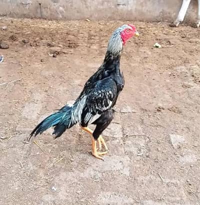 Jis Bhai ko b chiye Sirf Wohi rabta krain exchange b ho jaiga