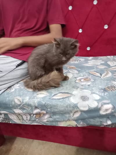 Persian cat for sale