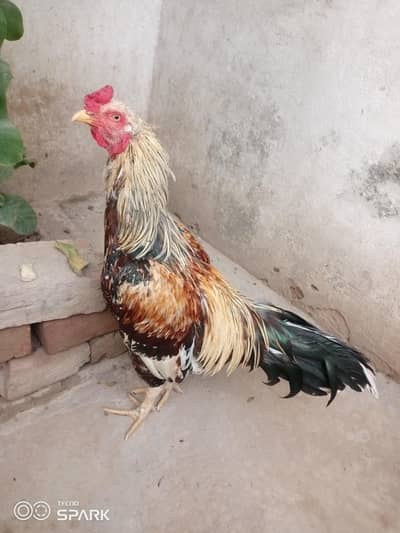 Aseel Sawa jawa Murgha High quality
