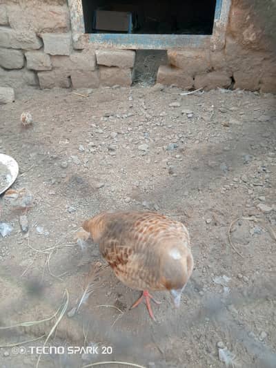 Irani madi and white male chicks