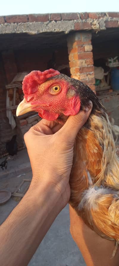 ASEEEL MURGA AND MURGI FOR SELL