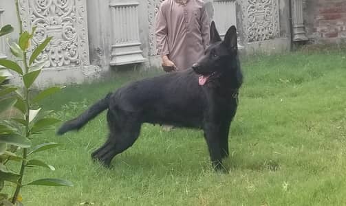 German Shepherd Black Female confirm Breeder