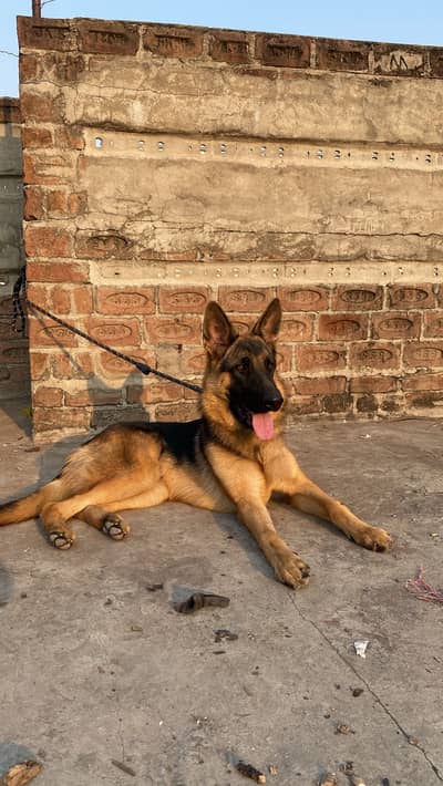 6.5 months old German shepherd for sale semi double coat