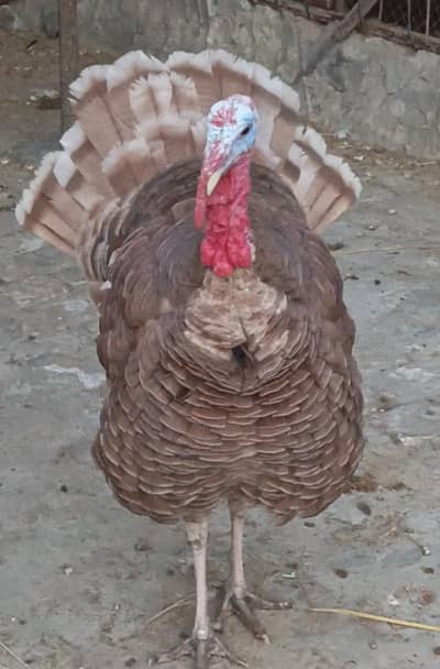Turkey Pair – 1 Male & 2 Female Turkeys for Sale Contact 03046180030