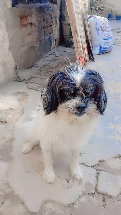 puppy for sale