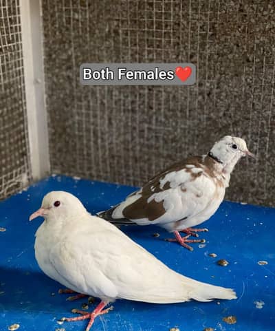 4 Beautiful Dove Birds with Cage for Sale Complete Pair Family