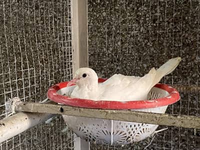 4 Beautiful Dove Birds with Cage for Sale Complete Pair Family