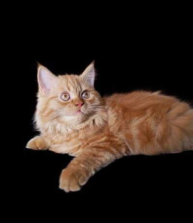 pure persian kitten female available home breed. . .