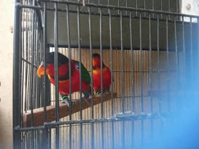 chattering yellow patch Lori and yellow bib Lori