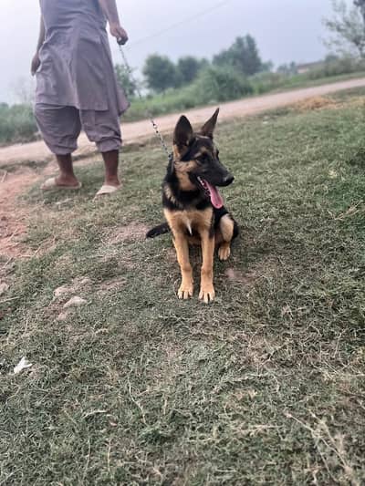 Black &Tan German shepherd puppy