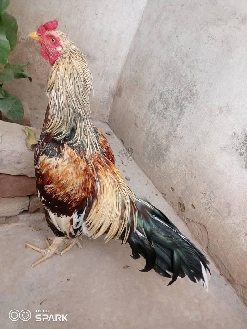 اصیل سواجاوا مرغا برائے فروخت 0