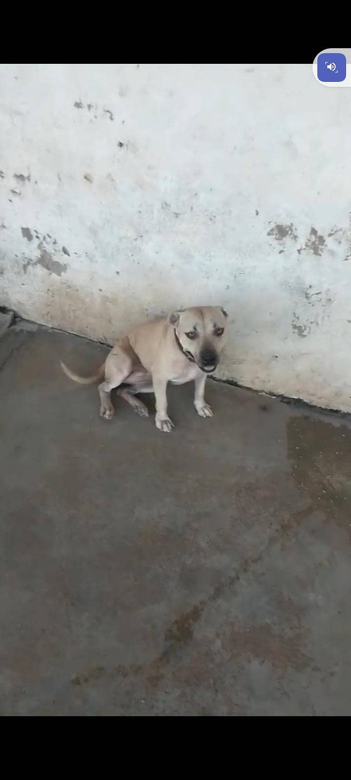 Pitbull 0