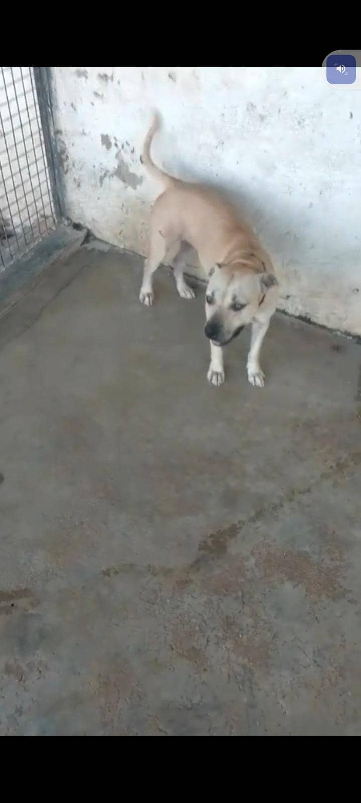 Pitbull 1