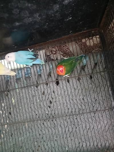 love birds