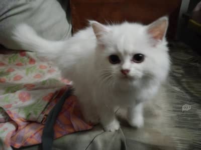 selling kittens